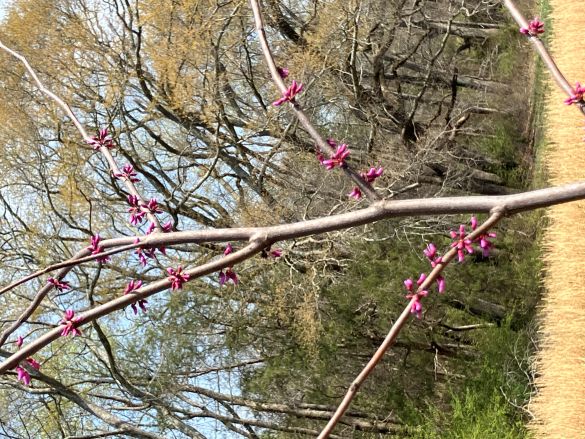 m i redwood early.jpg